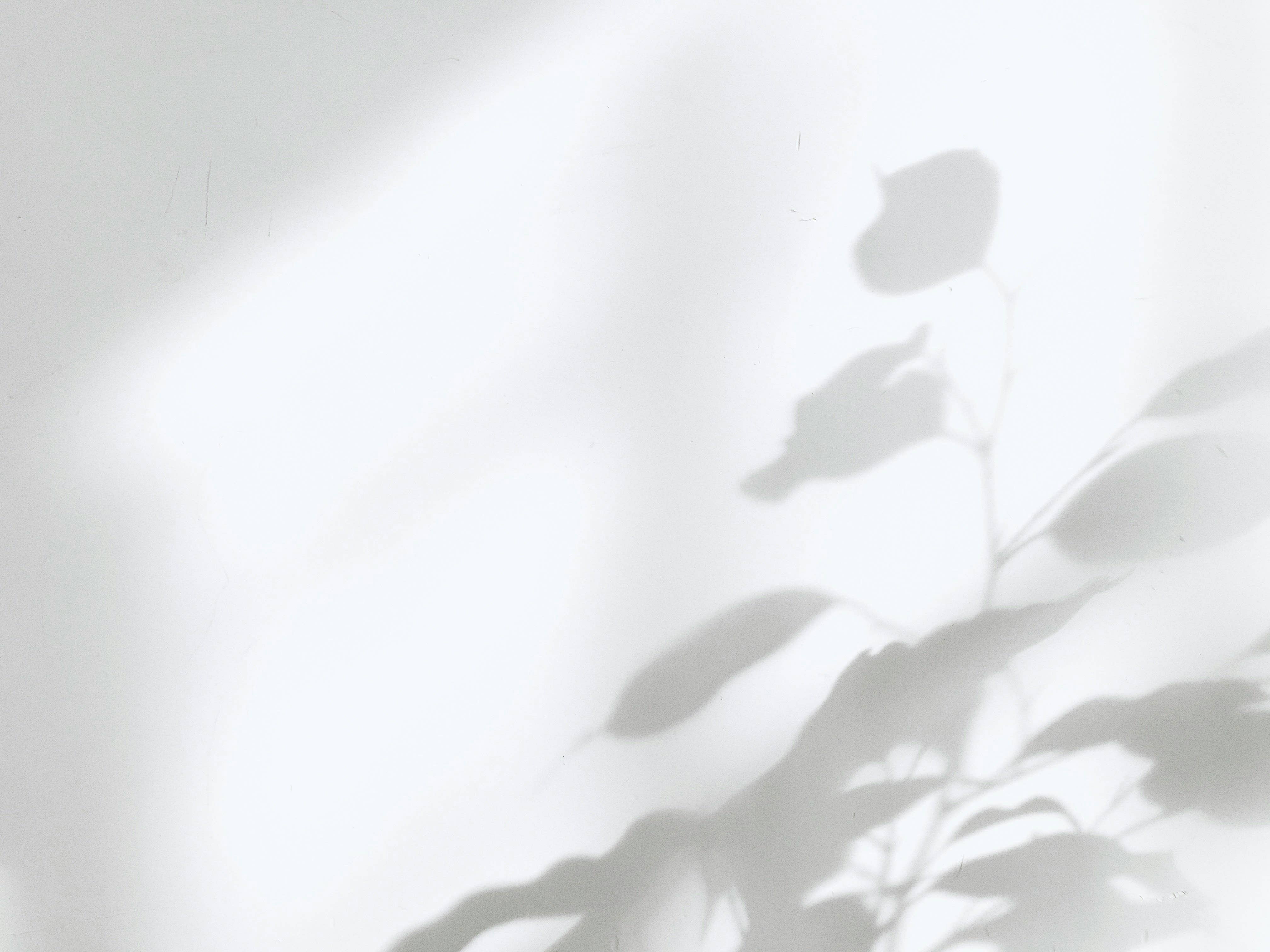 Shadow of a leafy plant cast on a white wall, creating a soft, abstract pattern.