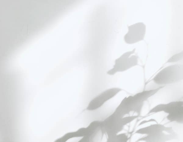 Shadow of a leafy plant cast on a white wall, creating a soft, abstract pattern.