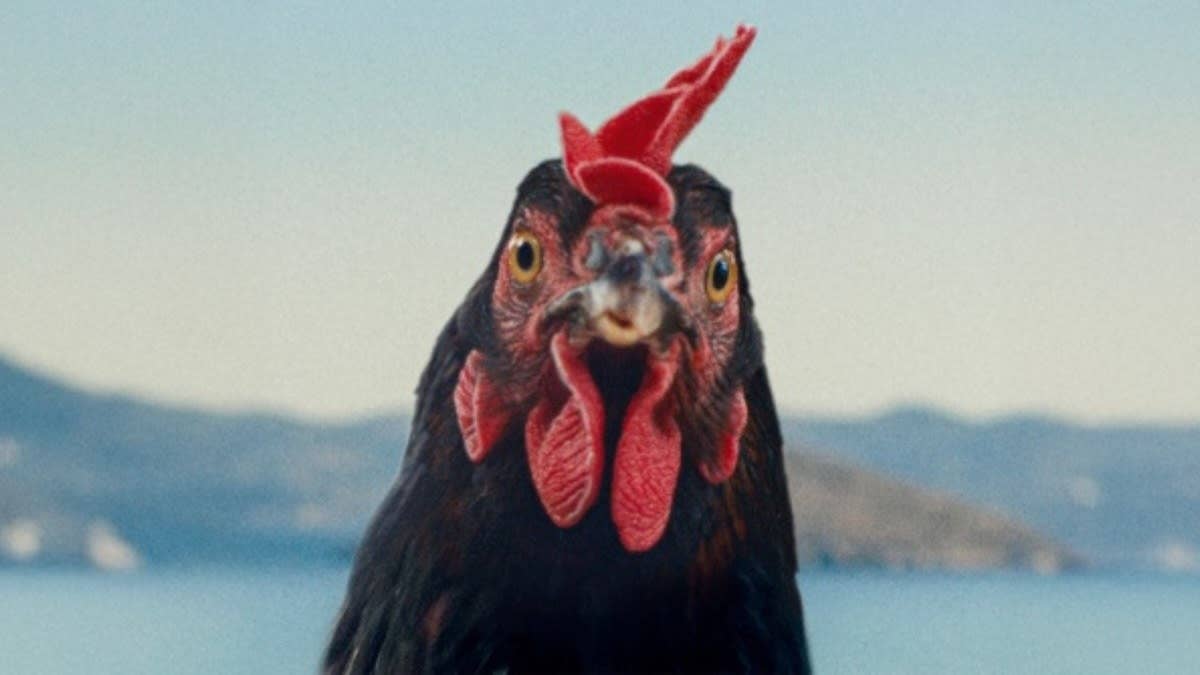A close up of a hen, looking directly into the camera, with the sea and landscape behind her.