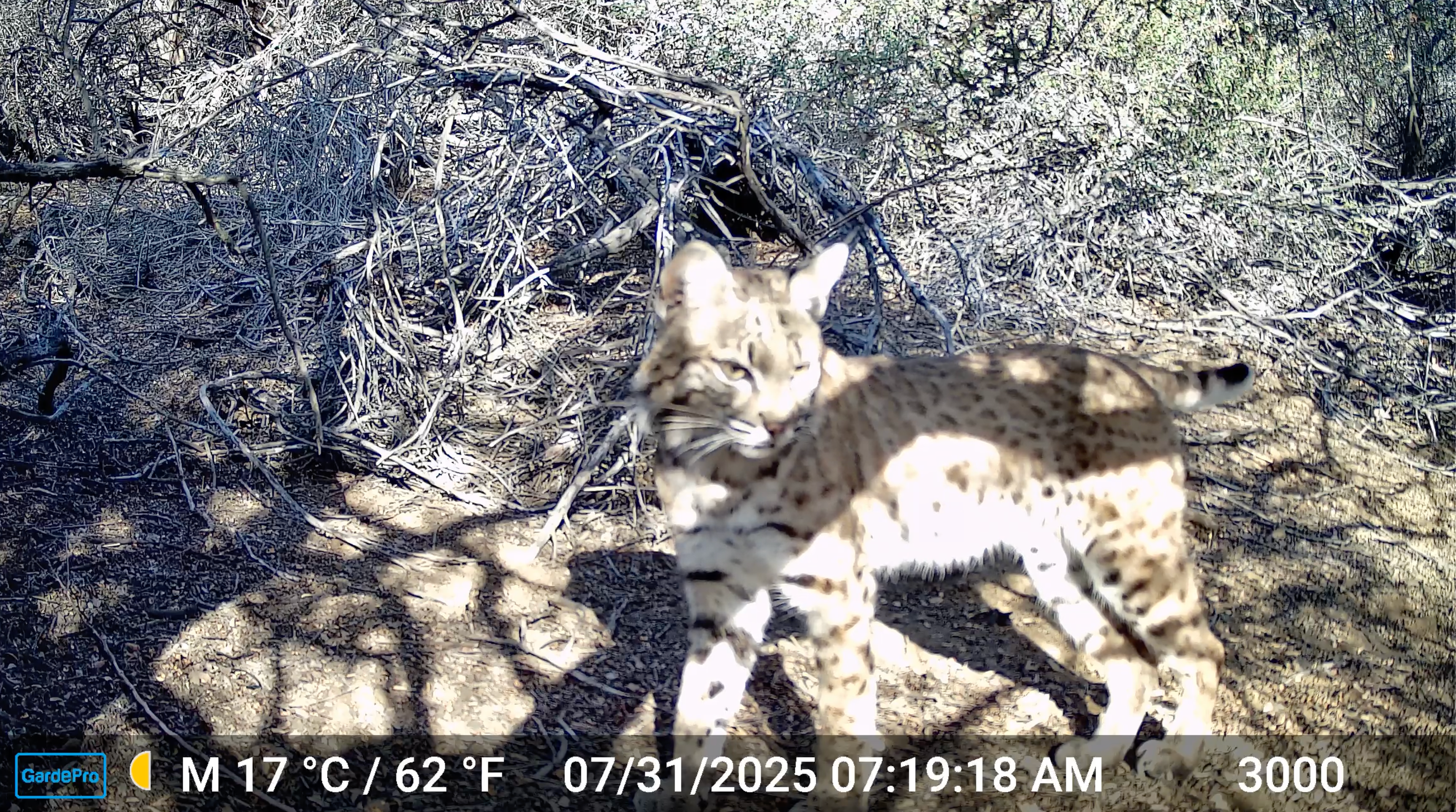 Bobcat