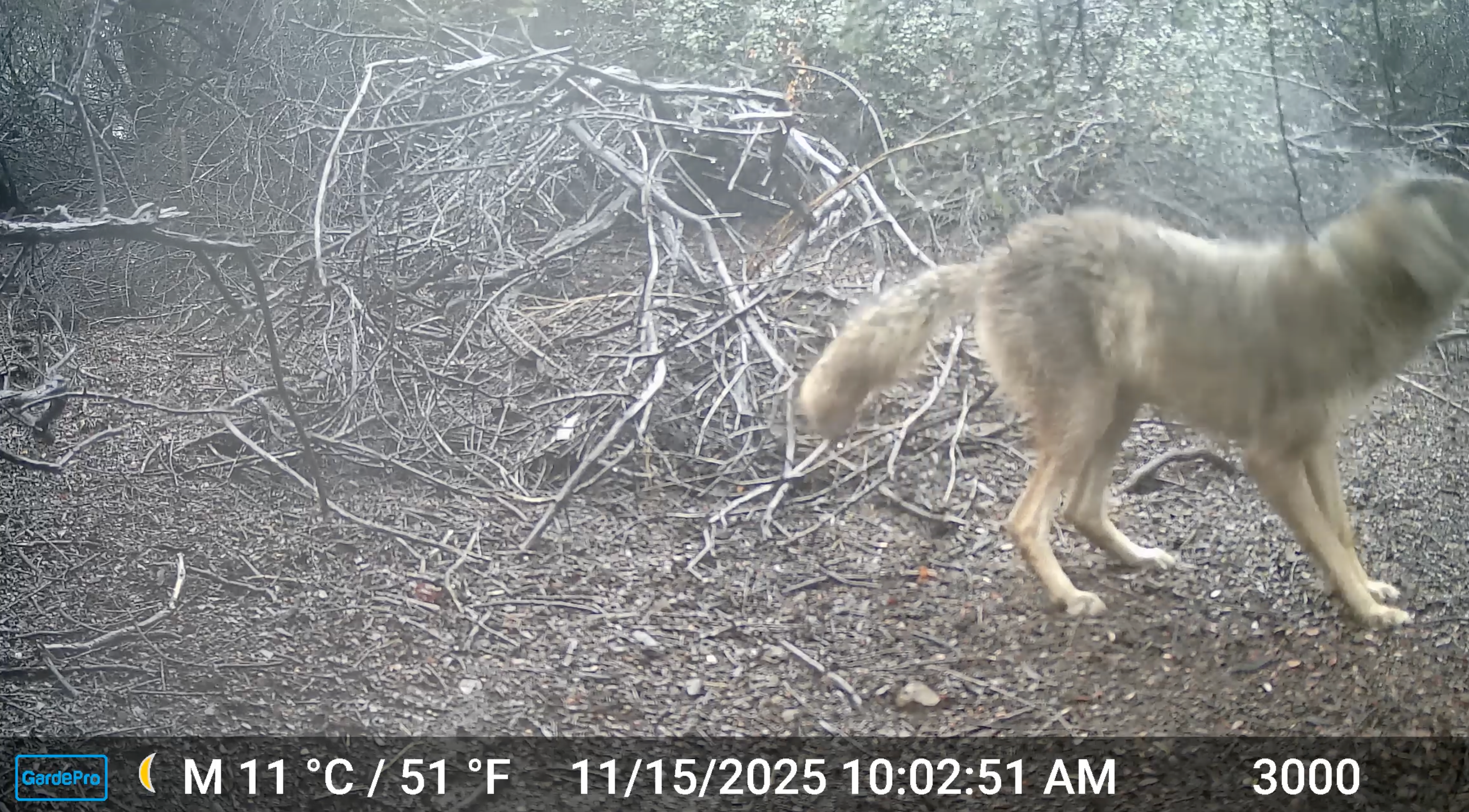 Wet Coyote