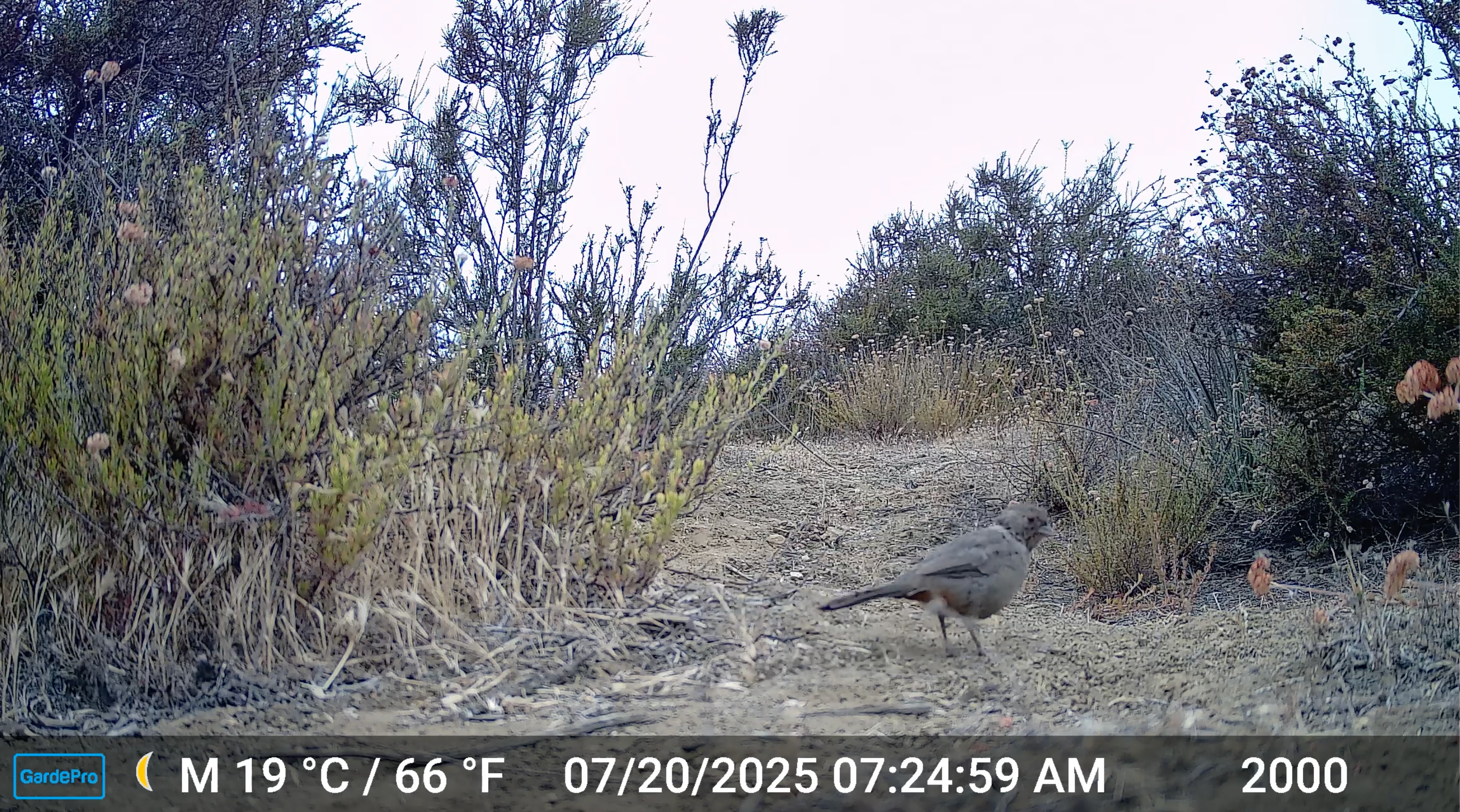 Towhee