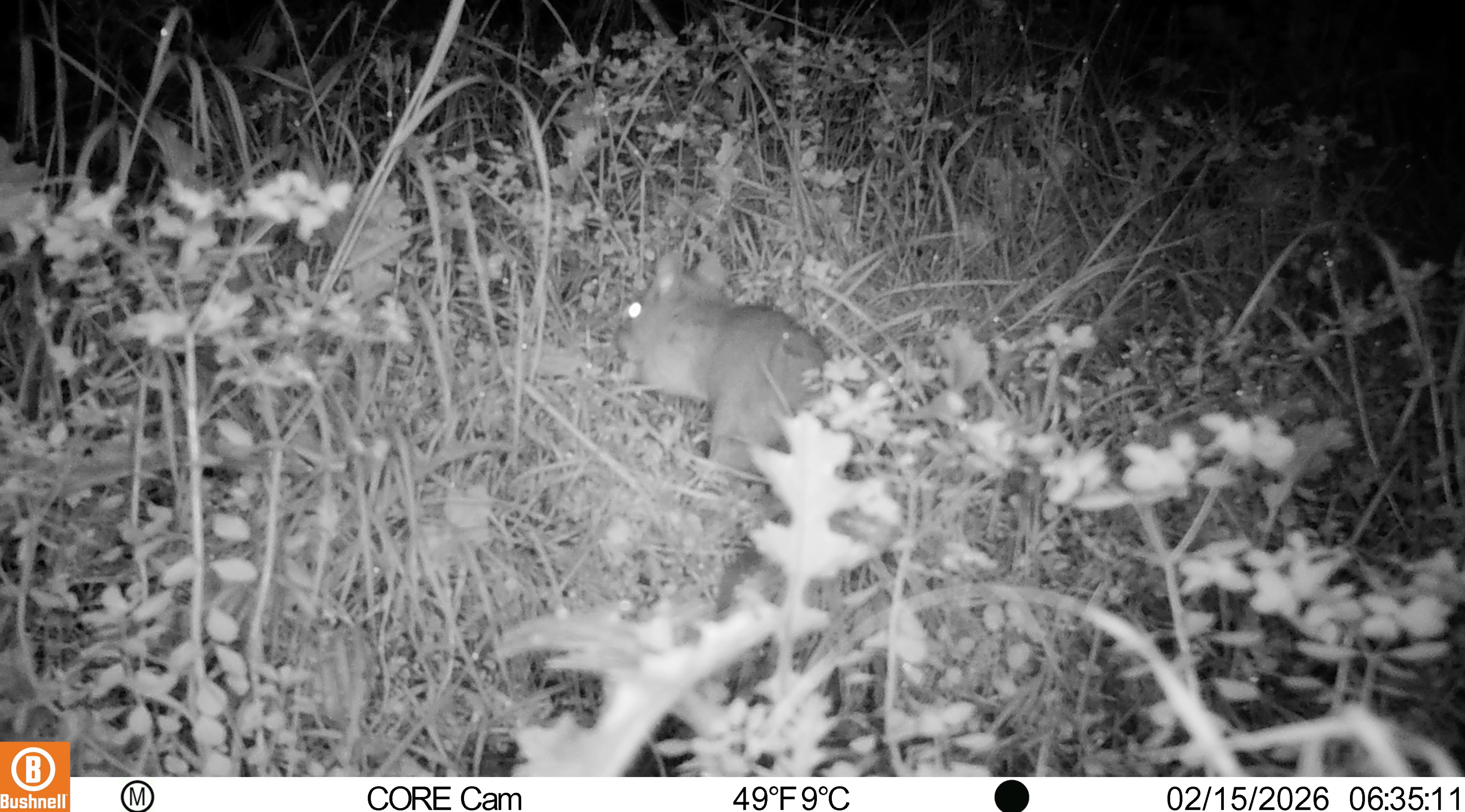 Woodrat Feeding