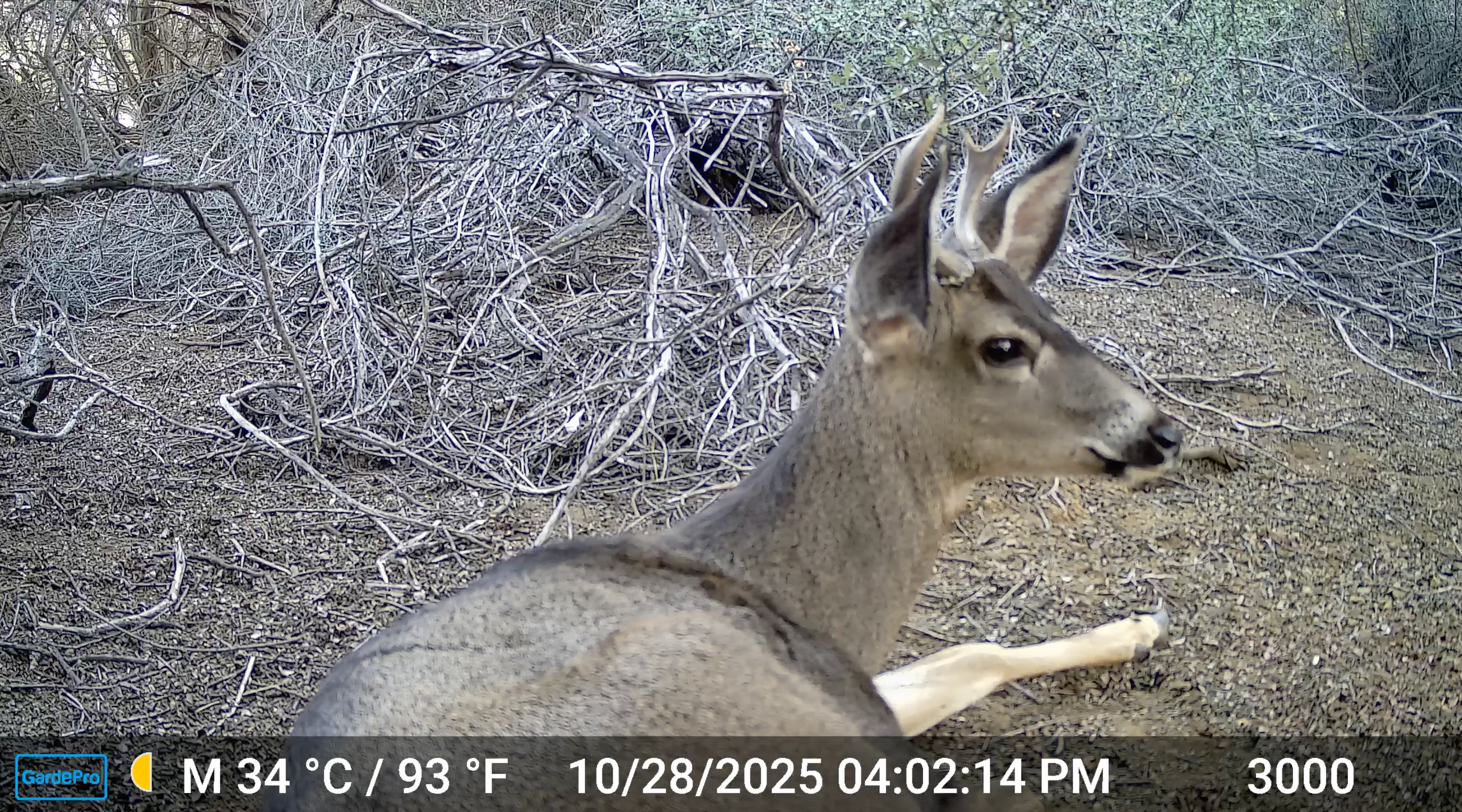 Deer Daytime Nap