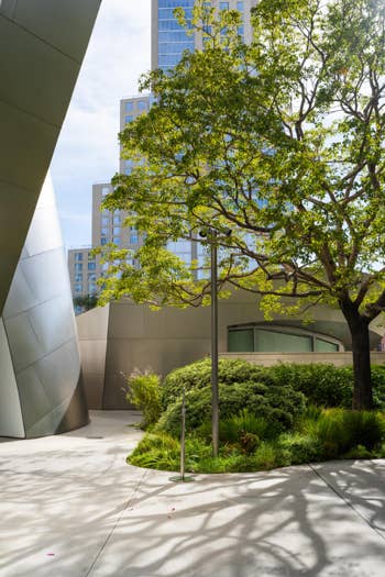 Modern courtyard with tall building facade, large leafy tree, trimmed shrubs, and concrete walkway in sunlight