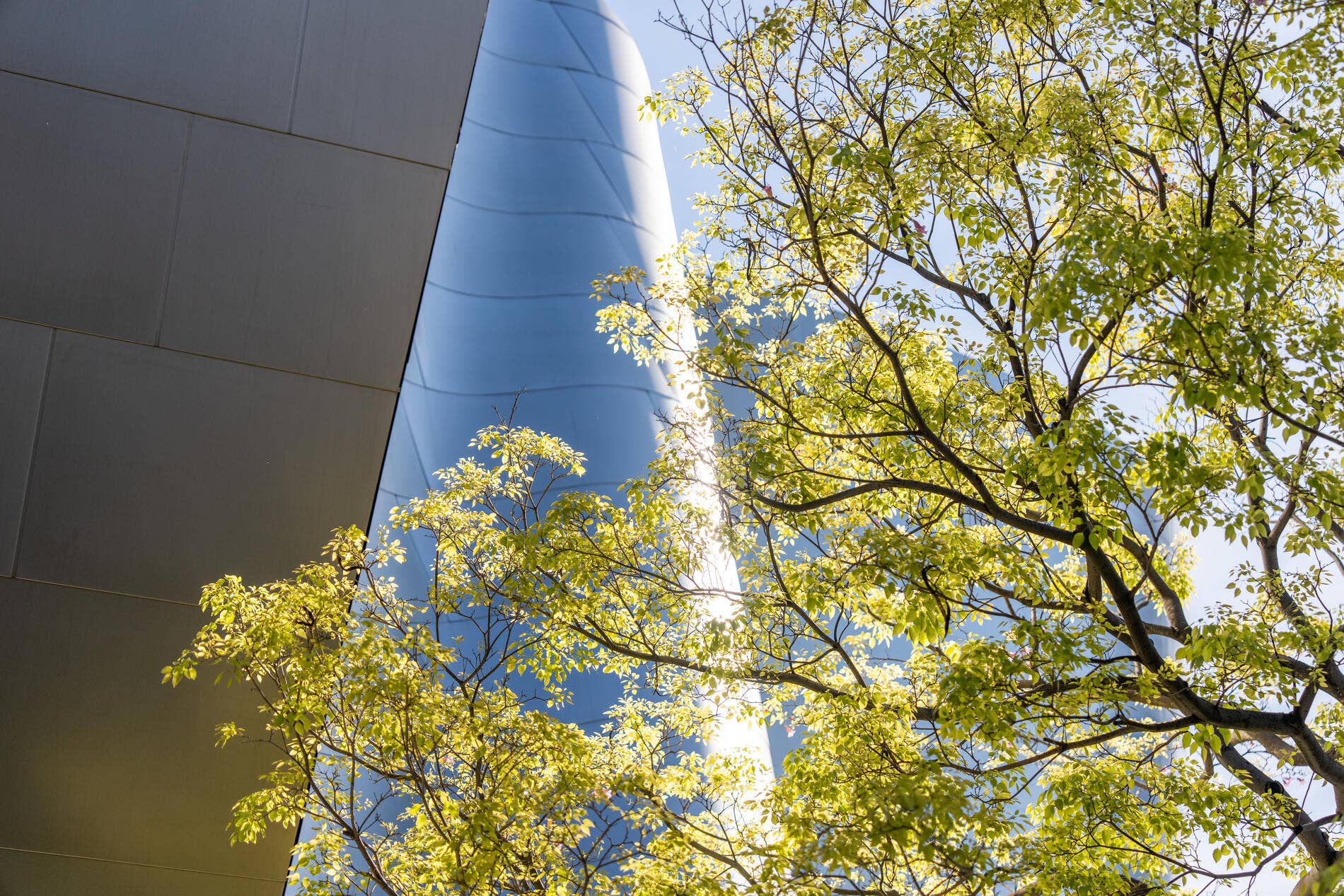 Sunlit tree branches with green leaves beside a modern blue glass building facade at upward angle