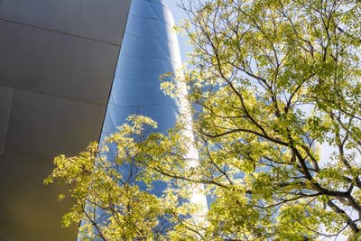 Ramas de árboles iluminadas por el sol, con hojas verdes, junto a la fachada de un moderno edificio de cristal azul, en un ángulo ascendente