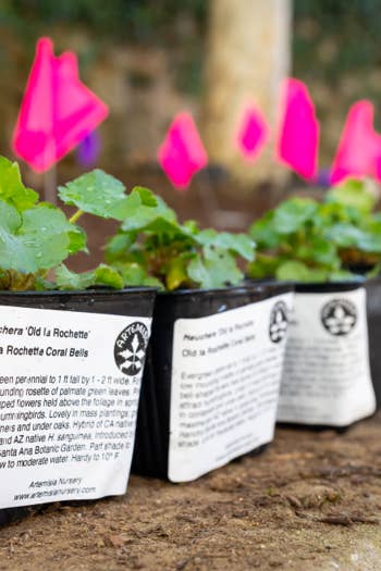 Green plant seedlings in black pots outdoors with pink heart-shaped labels and leafy tops in focus, background blurred