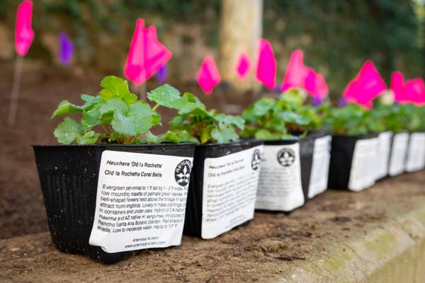 Plántulas de plantas verdes en macetas negras al aire libre, con etiquetas rosas en forma de corazón y las copas frondosas enfocadas, con el fondo desenfocado