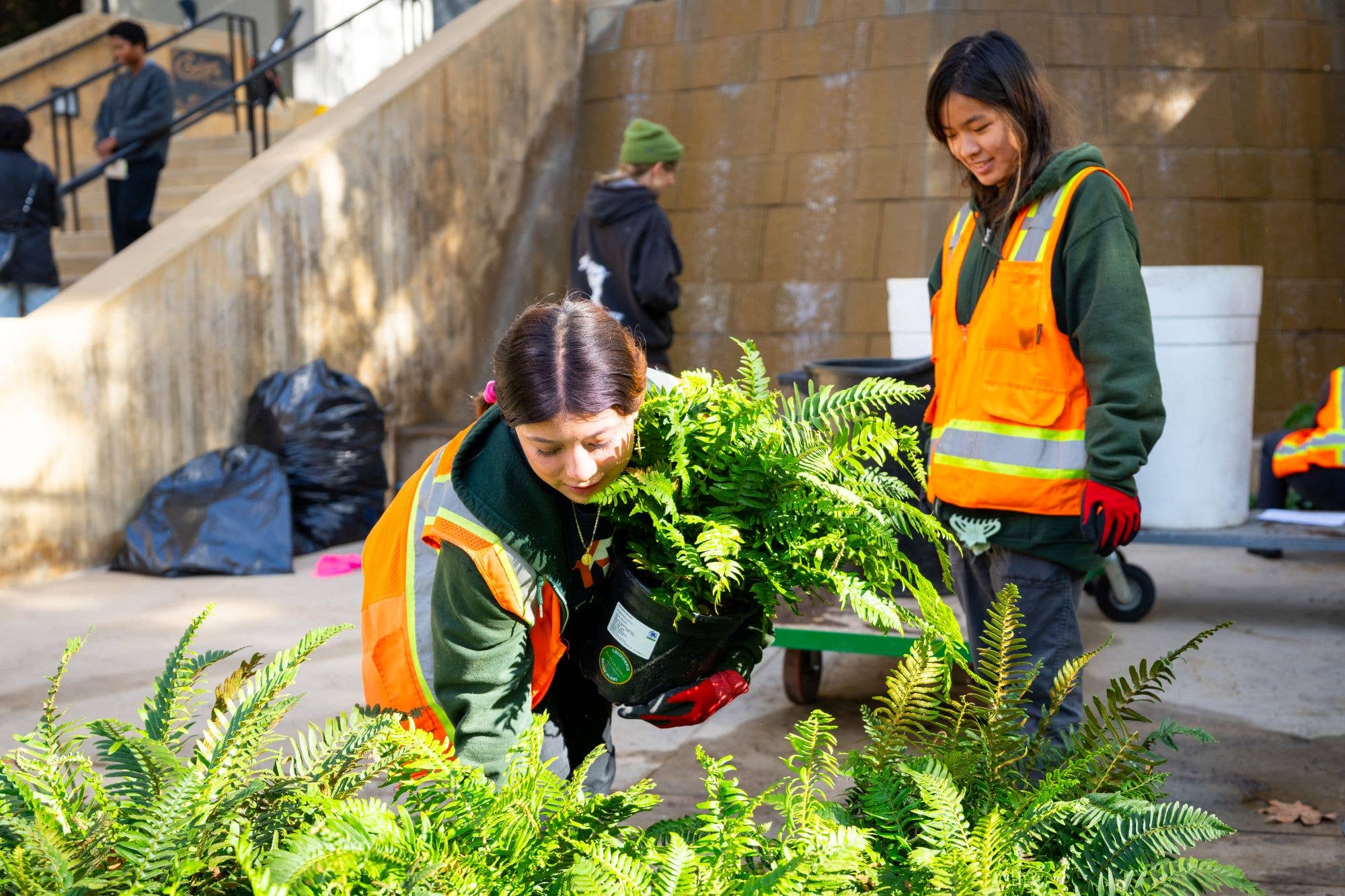 Volunteers in orange safety vests planting green ferns along a stone wall walkway.