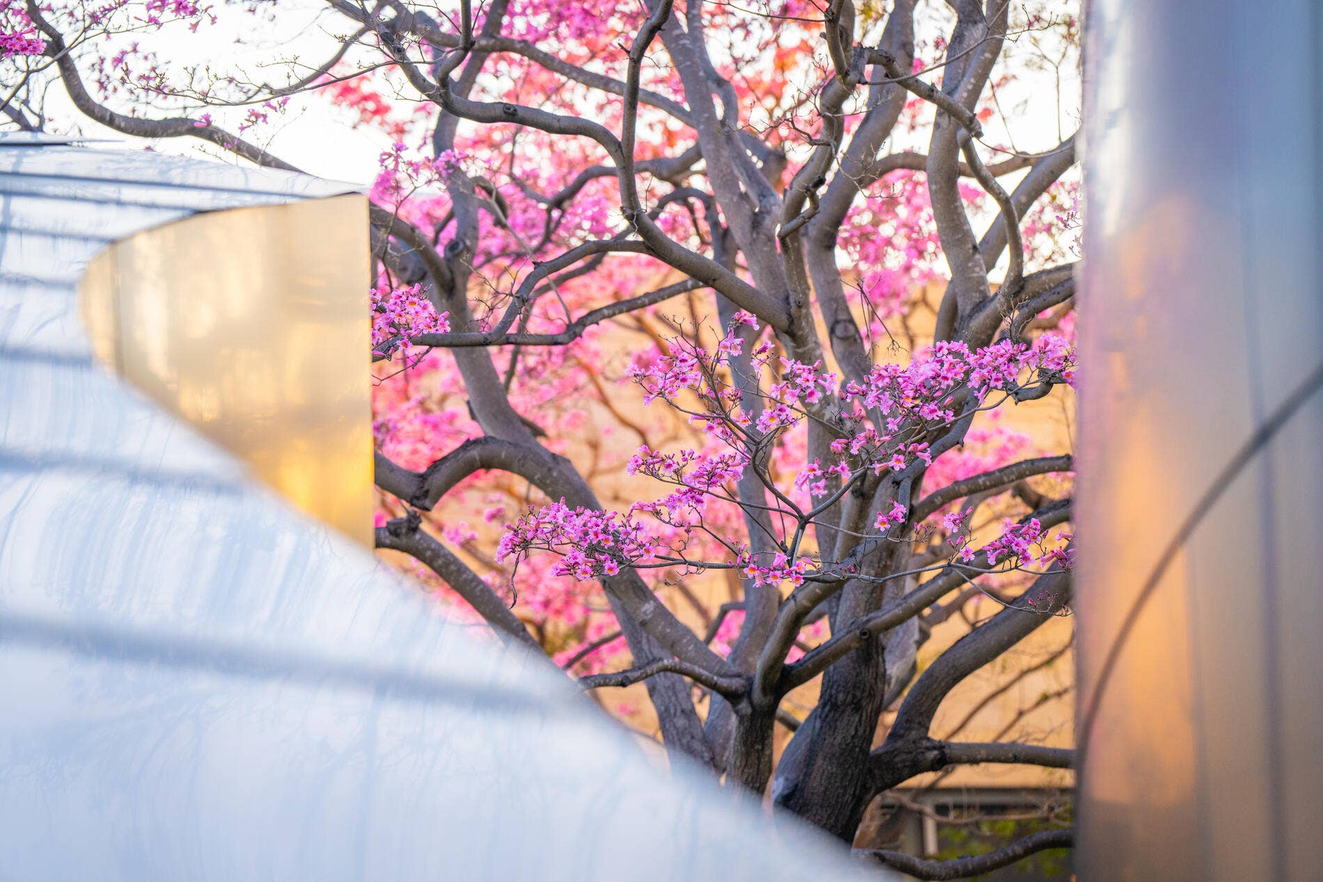 Blooming pink flowers on a large tree with dark branches, framed by building walls in bright daylight.